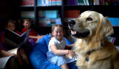 Picture of golden retriever