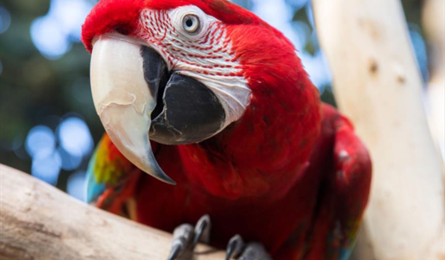 A close-up of a green-winged macaw sitting on a branch and tilting it's head to the left