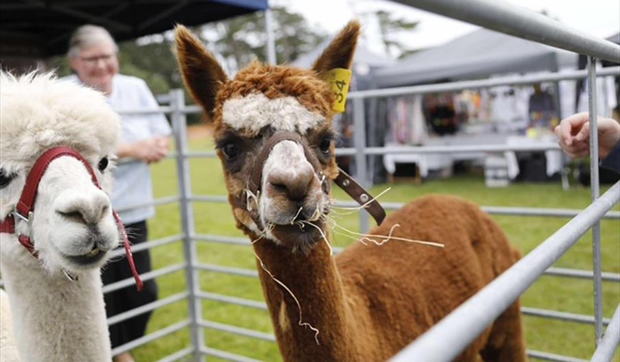Alpaca Experience