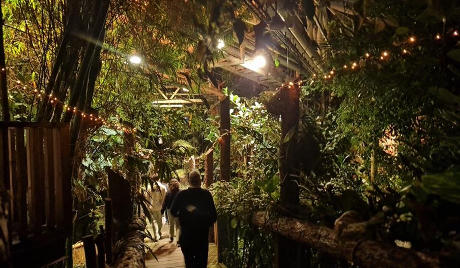 Jungle Escape at Plantasia rainforest at night