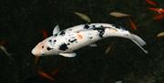 A close-up of a white Koi Carp with black and orange spots swimming