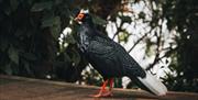 A Edwards Pheasant bird facing left, standing on a path with plants behind