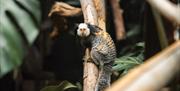 A Geoffoy's marmoset sitting on a branch, looking at the camera.