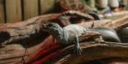 A sailfin lizard looking to the left, sitting on a wooden branch