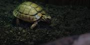A critically endangered Egyptian Tortoise facing towards the right, on the ground