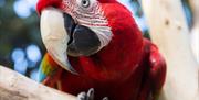 A close-up of a green-winged macaw sitting on a branch and tilting it's head to the left
