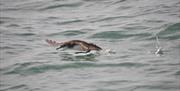 Manx Shearwater gliding over the water