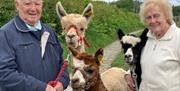 Alpaca Visitors