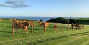 Coastal View extrior views with cows grazing