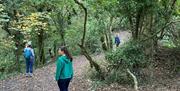 Forest Connections group exploring forest