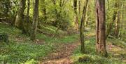 Forest Connections path through trees