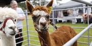 Alpaca Experience