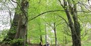 Penllergare Valley Woods people sitting in forest