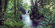 Penllergare Valley Woods stream leading to waterfall