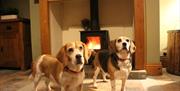 Pitton Cross Farm dogs in front of fireplace