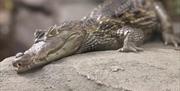 Plantasia Tropical Zoo alligator