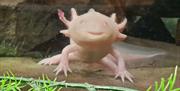 Plantasia Tropical Zoo axolotl in tank
