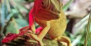 Plantasia Tropical Zoo chamaeleon on branch