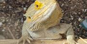 Plantasia Tropical Zoo lizard in enclosure