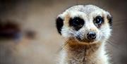 Plantasia Tropical Zoo meerkat looking at camera