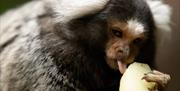 Plantasia Tropical Zoo monkey eating banana