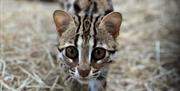Plantasia Tropical Zoo ocelot