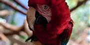 Plantasia Tropical Zoo parrot on branch