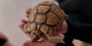 Plantasia Tropical Zoo person holding a turtle