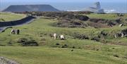 Worms Head, Rhossili