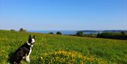 View from Clyne Farm Centre over Swansea Bay All Cottages are Dog Friendly